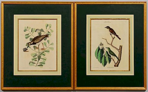 PR. MARK CATESBY COLORED
