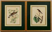 PR. MARK CATESBY COLORED ENGRA