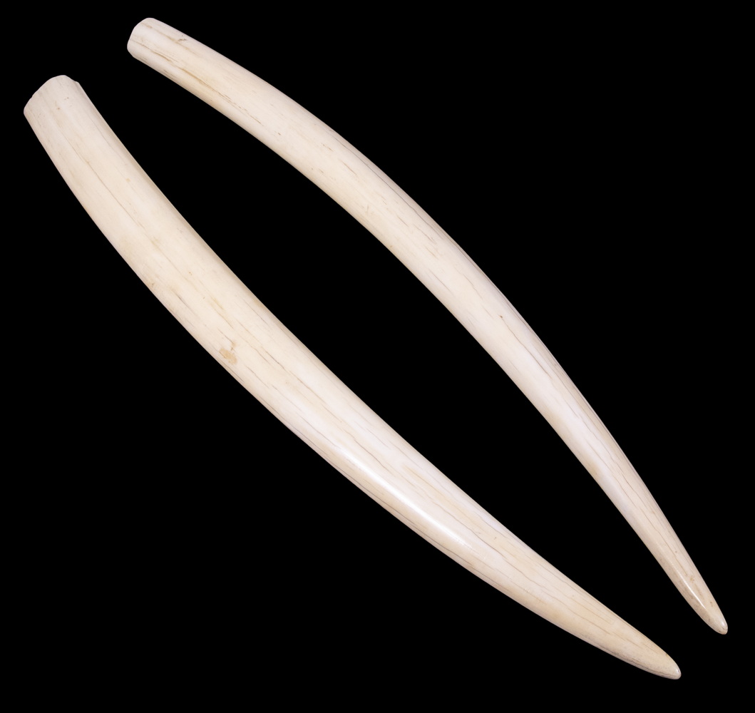PR OF 19TH C. WALRUS TUSKS Found in