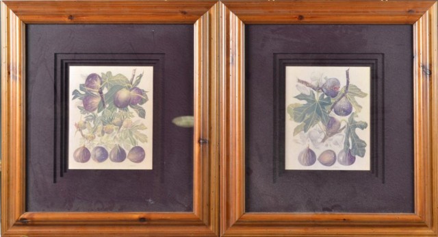 Pr. Of L. David Framed Botanical