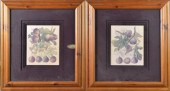 Pr. Of L. David Framed Botanic