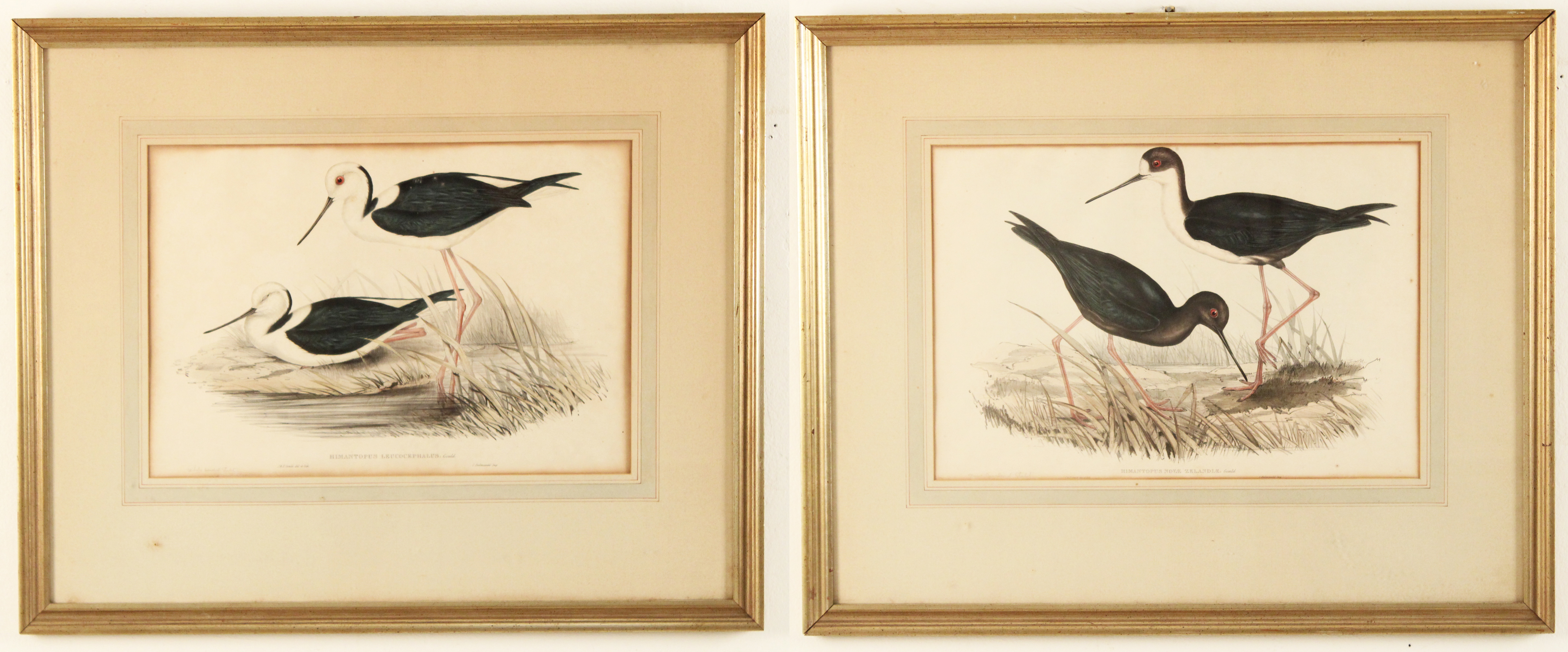 PR OF LITHOGRAPHS OF SHORE BIRDS BY