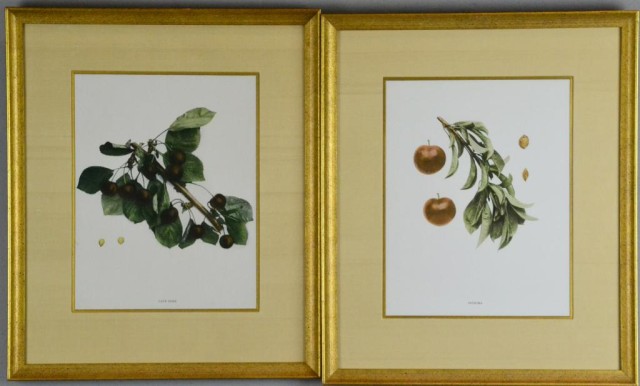 Pr. Of New York Fruit