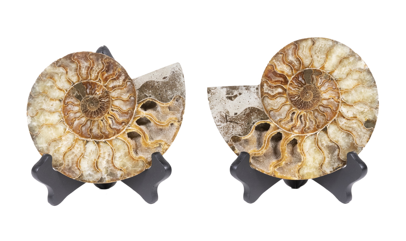 PR SLICED AMMONITE FOSSILS