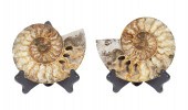 PR SLICED AMMONITE FOSSILS Mat