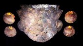 PRE-COLUMBIAN: CHANCAY OR CHIM