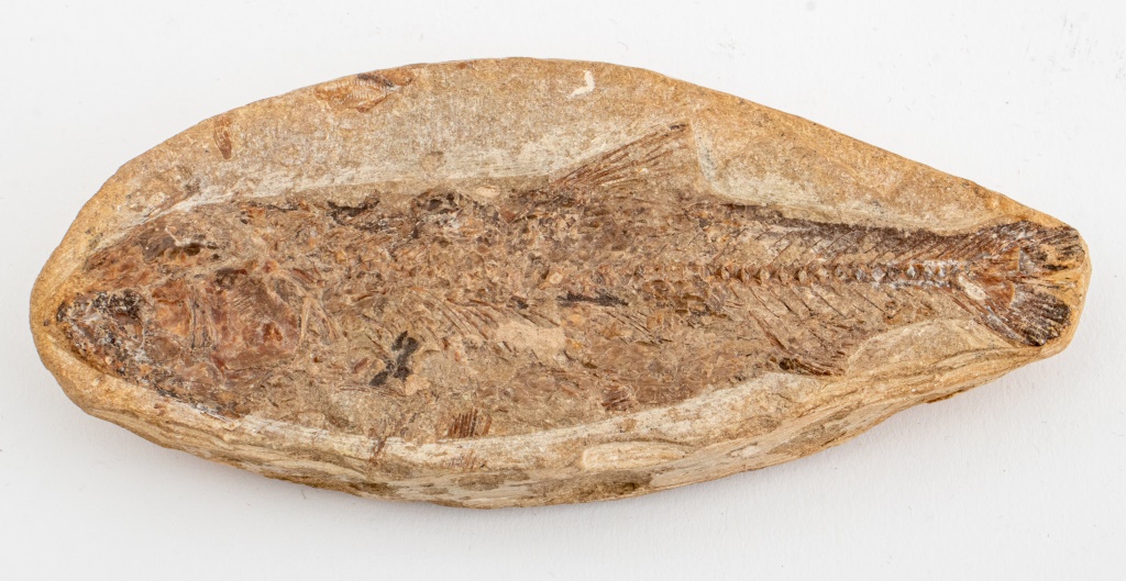 PREHISTORIC FISH FOSSIL Prehistoric