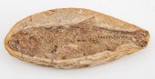 PREHISTORIC FISH FOSSIL Prehis