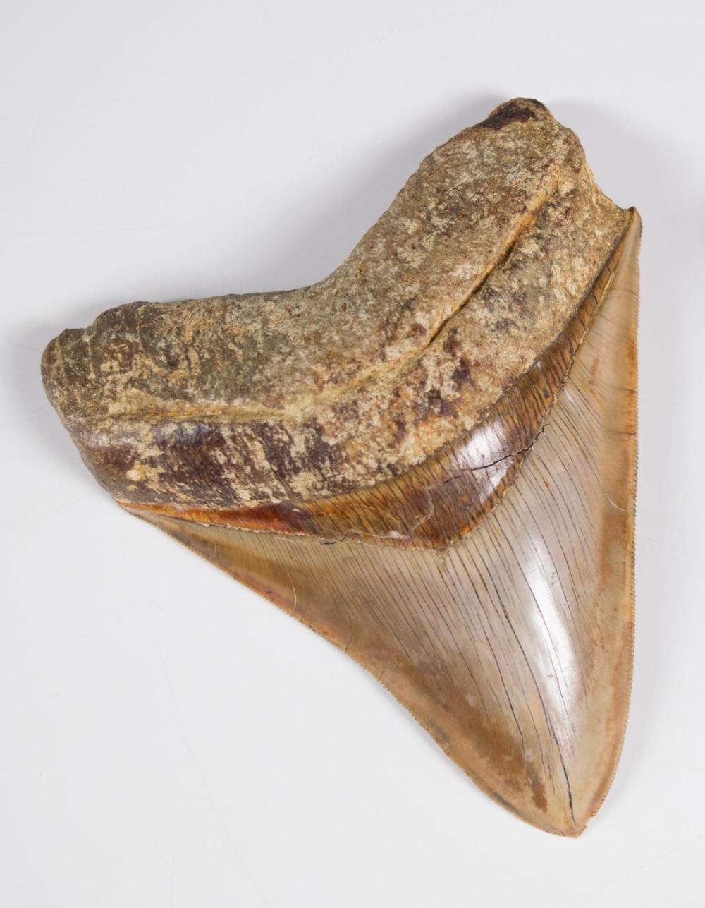 PREHISTORIC MEGALODON TOOTH,