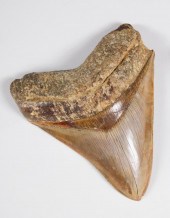 PREHISTORIC MEGALODON TOOTH, M
