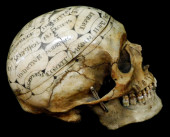 PRESENTATION PHRENOLOGY SKULL,
