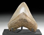 PRETTY FOSSILIZED MEGALODON TO