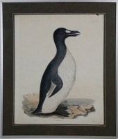 PRIDEAUX JOHN SELBY 19TH CENTU