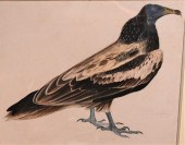 PRIDEAUX JOHN SELBY BRITISH, 1