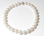 PRINCESS LENGTH SOUTH SEA PEAR