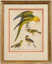 Print after Alexander Wilson,