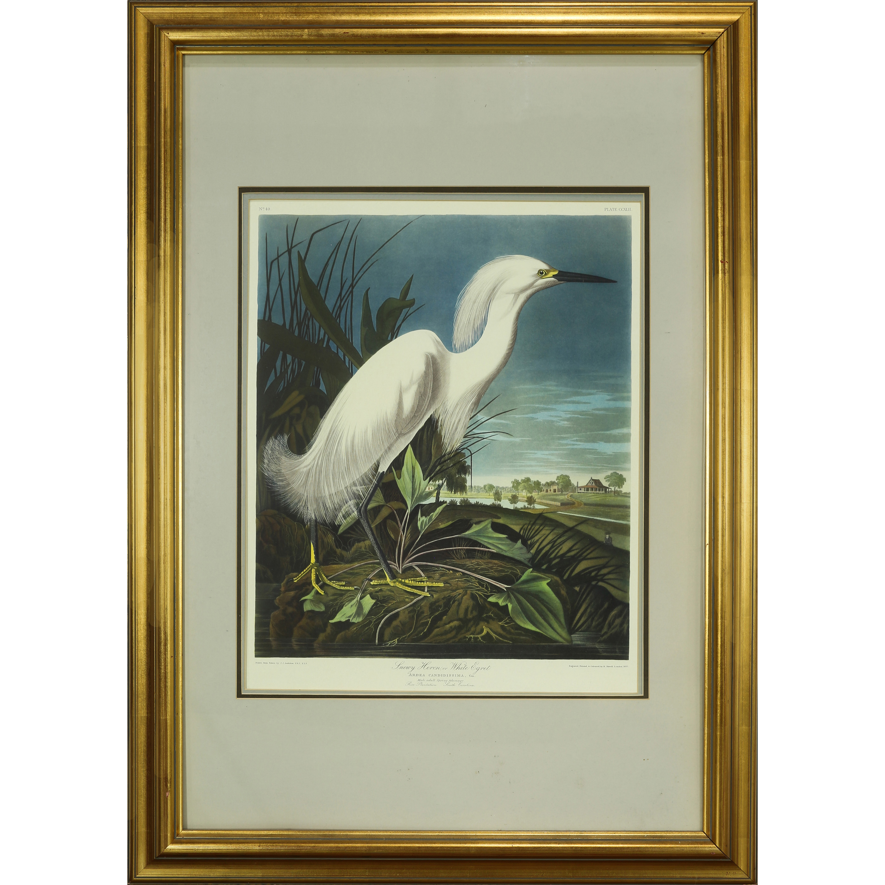 PRINT, AFTER JOHN JAMES AUDOBON