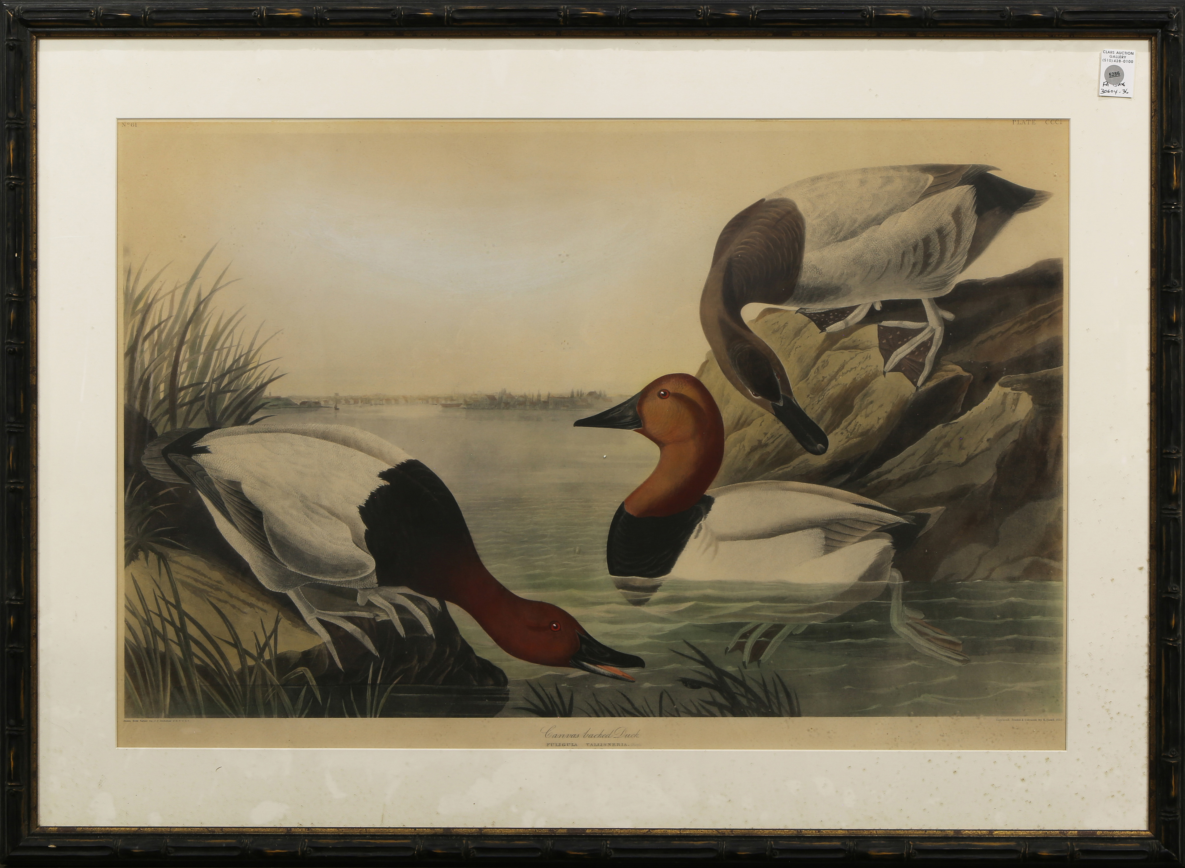 PRINT, AFTER JOHN JAMES AUDOBON