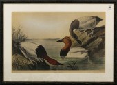 PRINT, AFTER JOHN JAMES AUDOBO