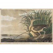 PRINT, AFTER JOHN JAMES AUDUBO
