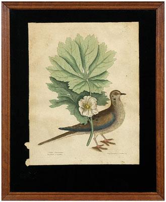 Print after Mark Catesby, [Turtur