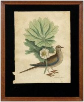 Print after Mark Catesby, [Tur