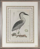 PRINT "ARDEA, NYCTICORAX" (NIG