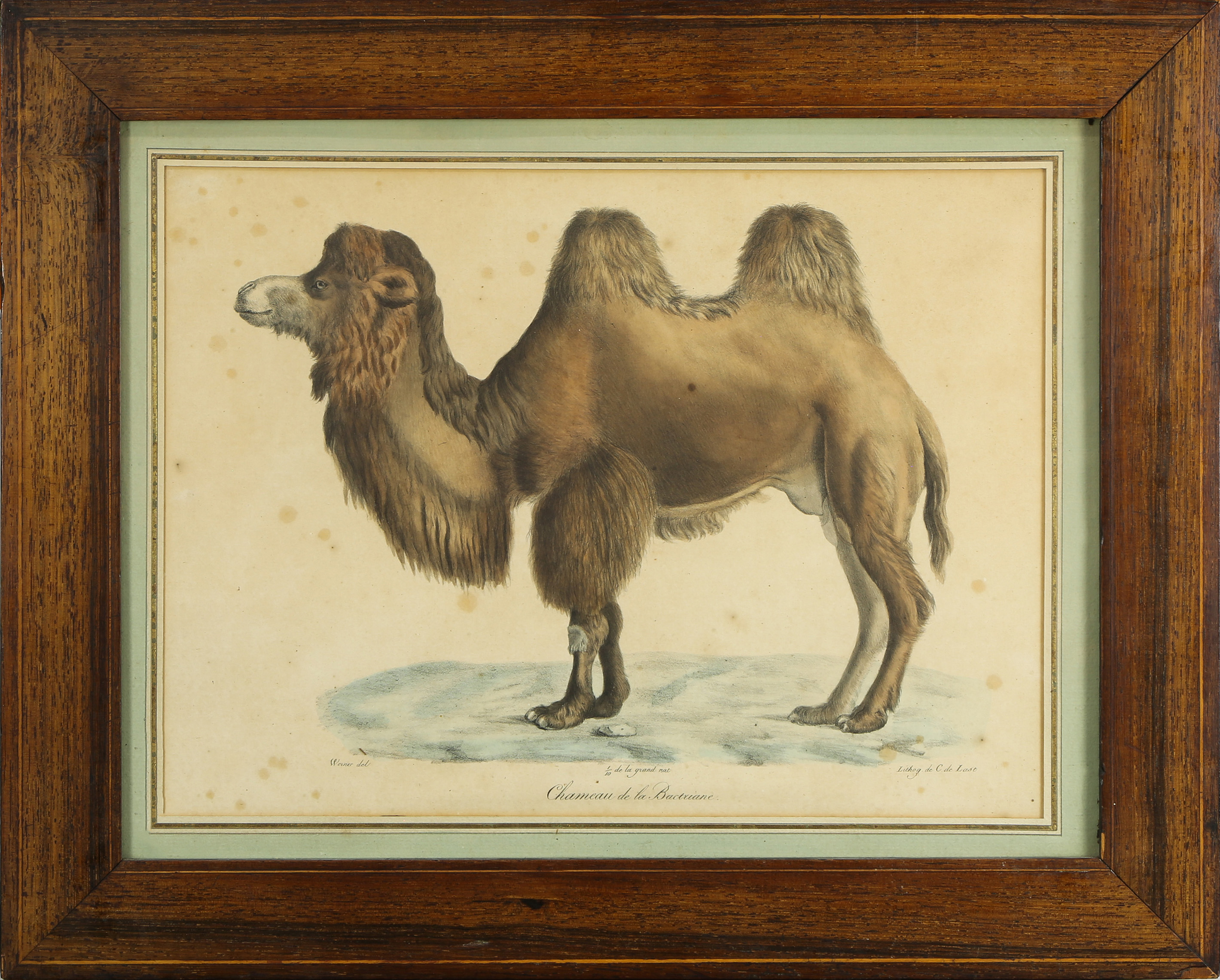 PRINT, FREDERIC CUVIER AND GEOFFROY