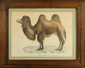 PRINT, FREDERIC CUVIER AND GEO