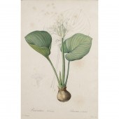 PRINT, PIERRE-JOSEPH REDOUTE P