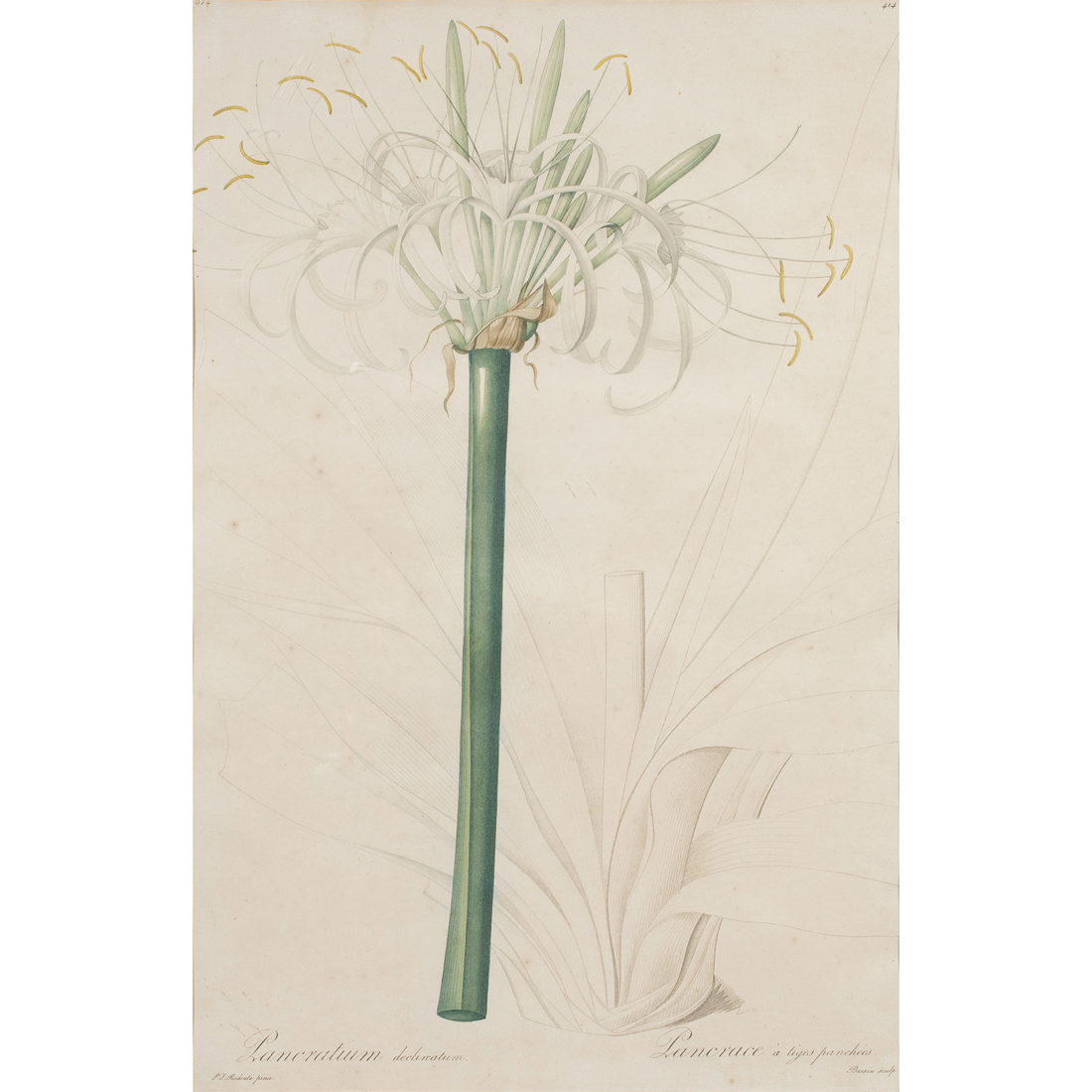 PRINT, PIERRE-JOSEPH REDOUTE