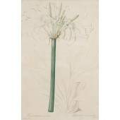 PRINT, PIERRE-JOSEPH REDOUTE P