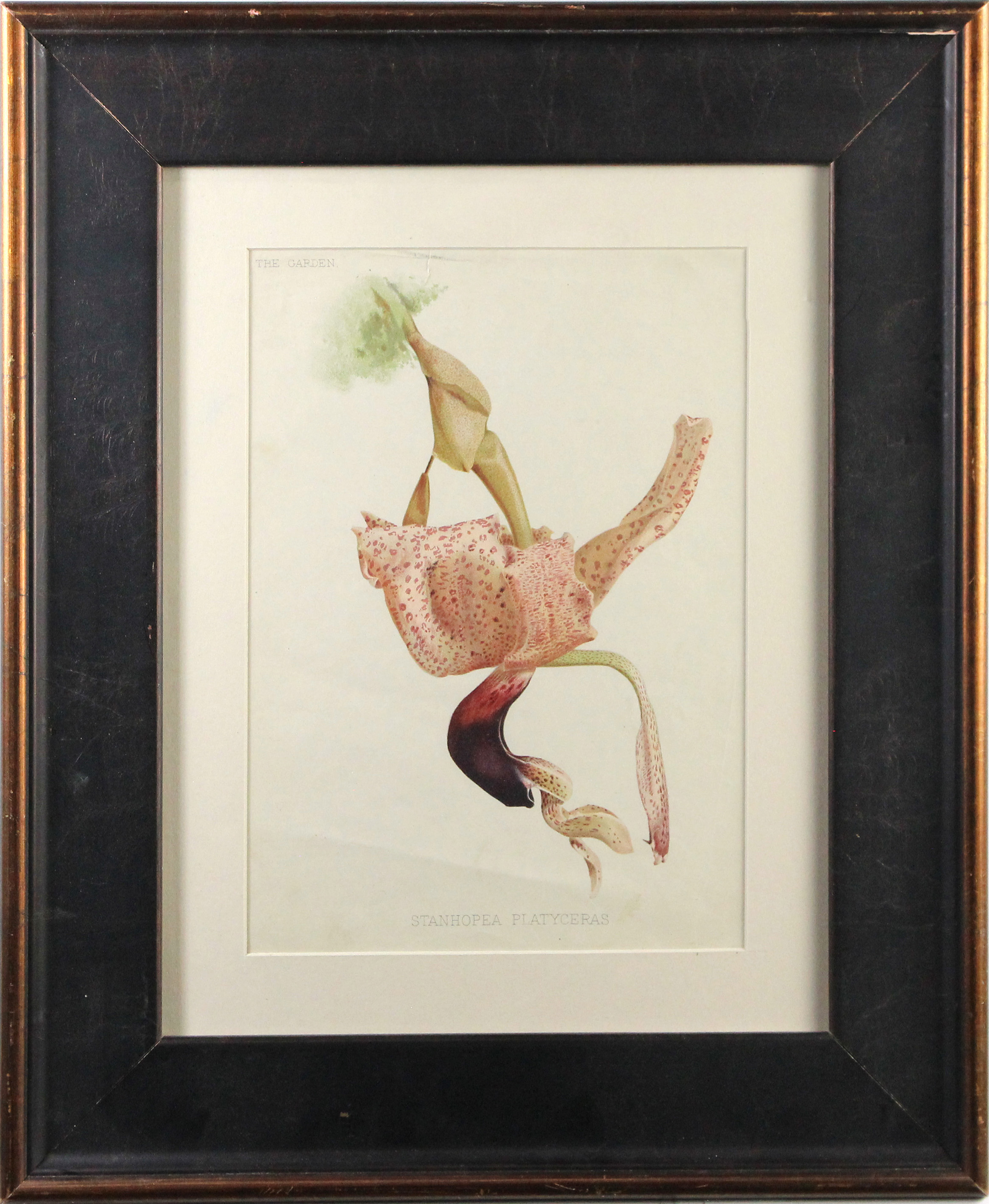PRINT, STANHOPEA PLATYCERAS