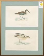 PRINT, STUDY OF WATERFOWL Amer