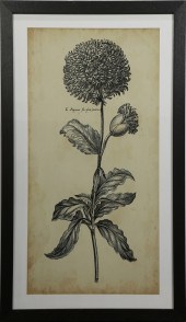 PRINTS, BOTANICAL STUDIES (lot