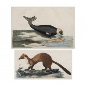 PRINTS, PETER MAZELL AFTER PET