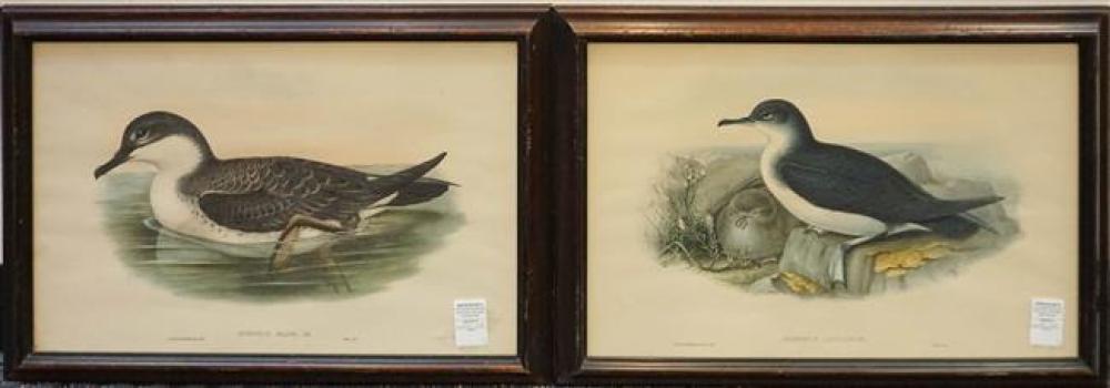 PUFFINUS ANOLORUM AND PUFFINUS
