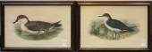PUFFINUS ANOLORUM AND PUFFINUS