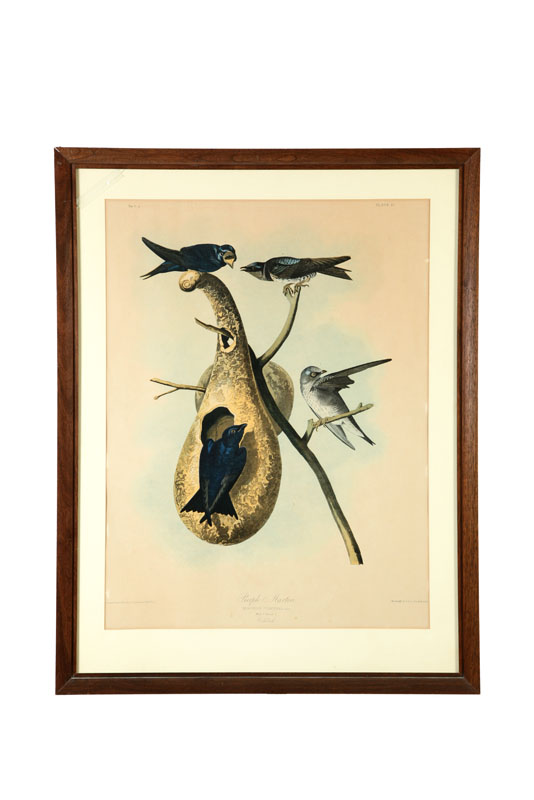 PURPLE MARTIN AFTER JOHN JAMES