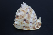 QUEEN HELMET CONCH SEASHELL, 3