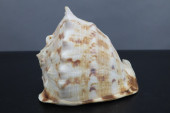 QUEEN HELMET CONCH SEASHELL, 5