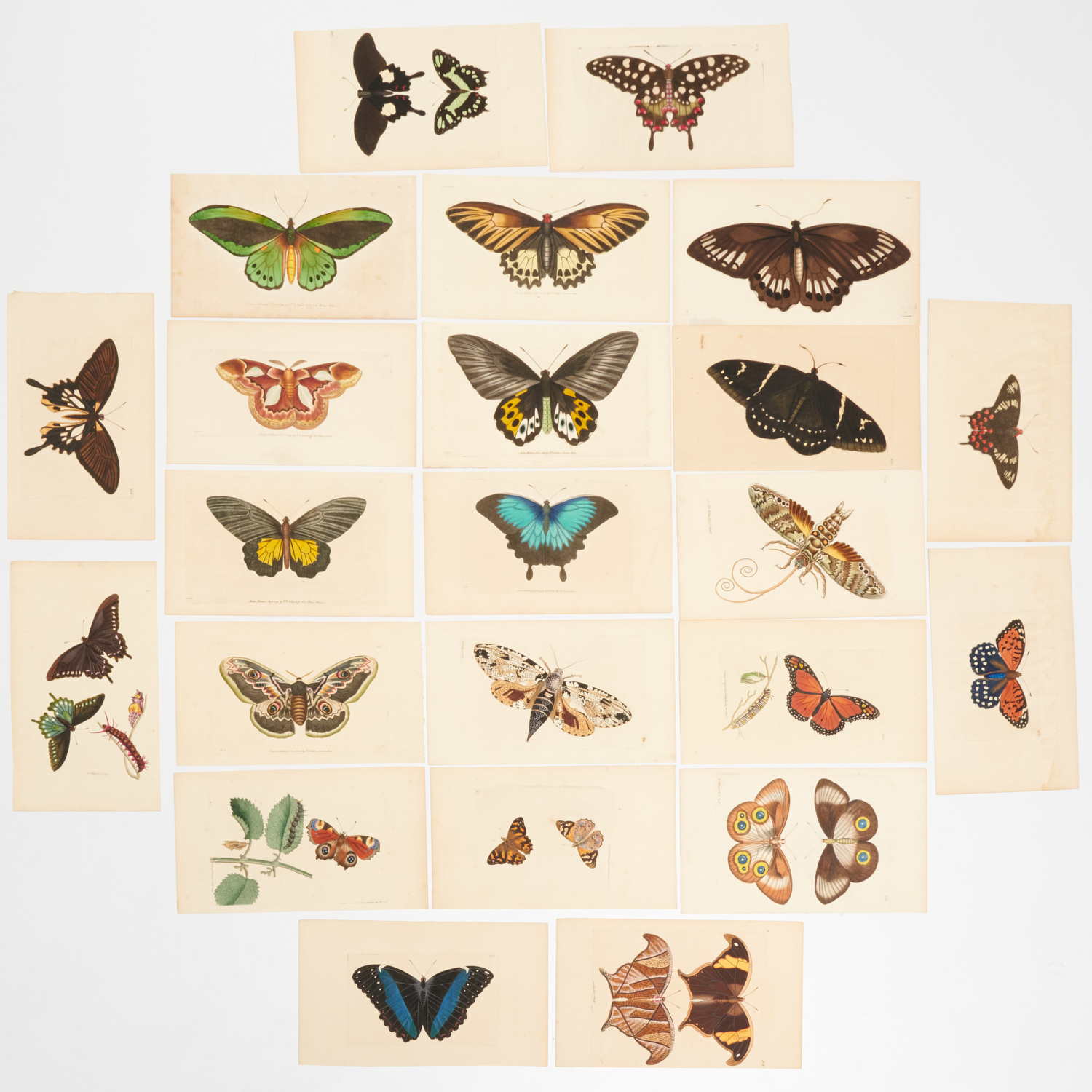 R. & F. NODDER, (23) BUTTERFLY &