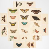 R. & F. NODDER, (23) BUTTERFLY