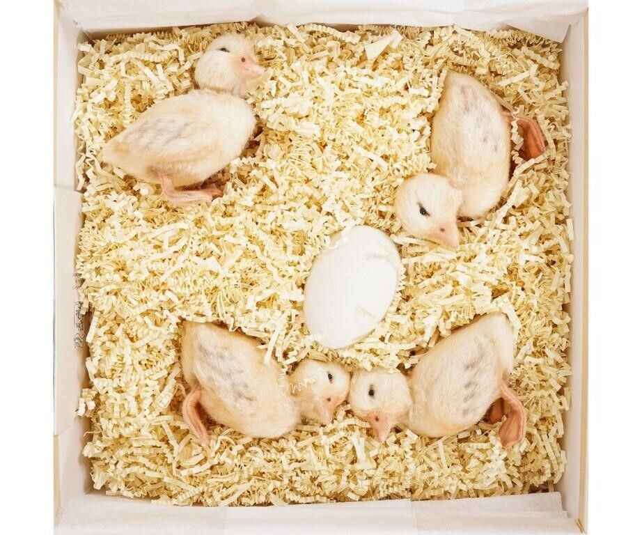 R. John Wright Jemima's Ducklings