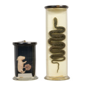 RABBIT FETUS AND SNAKE SPECIME
