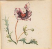 RACHEL RUGSCH (1664 - 1750)"A