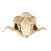 RAM HEAD MOUNT TAXIDERMY<br>Ra
