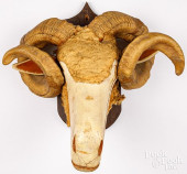 RAM&#039;S HORN TROPHY MOUNT W
