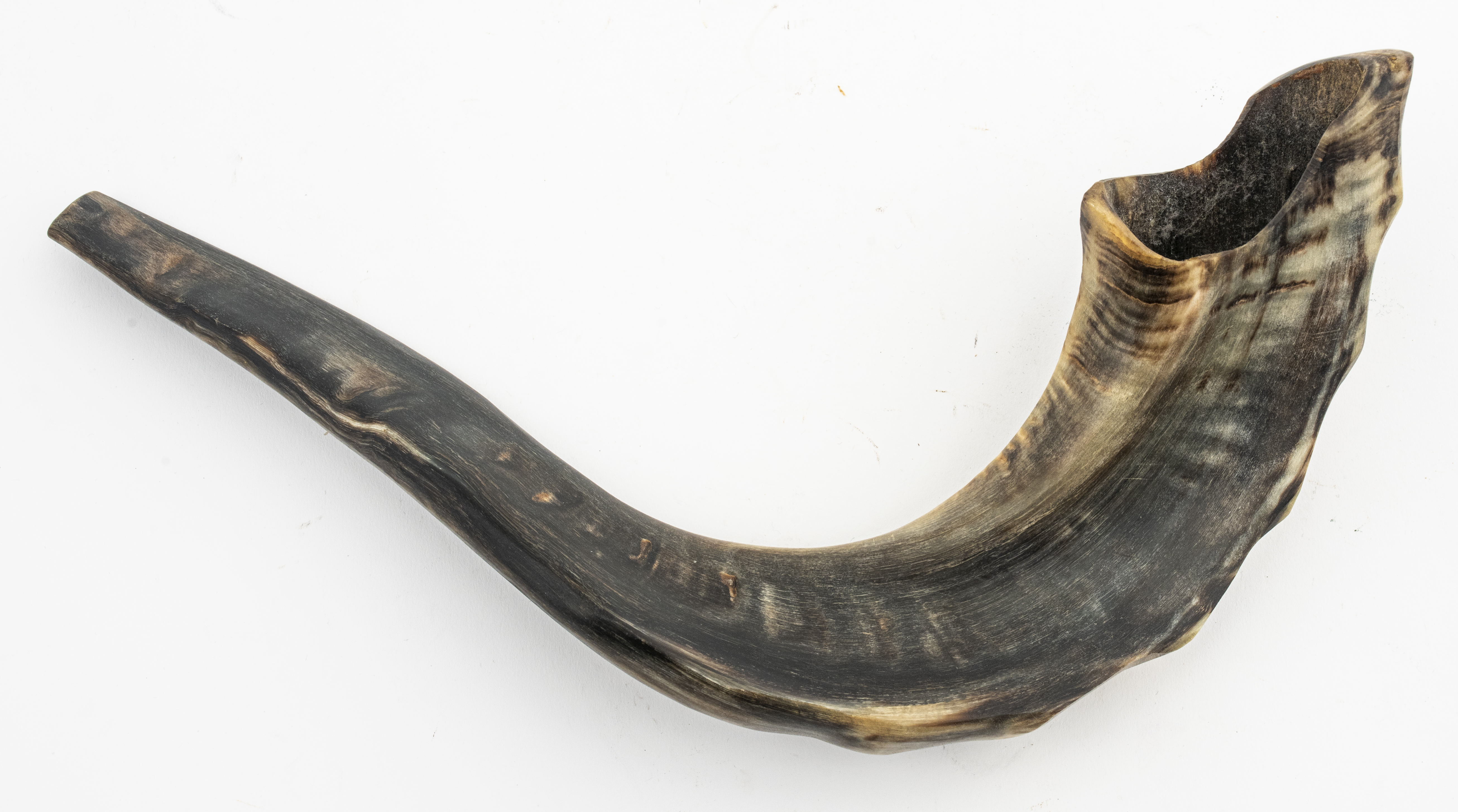 RAM'S HORN SHOFAR Ram's Horn