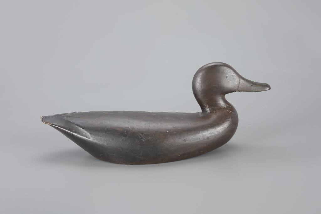 RARE BLACK DUCKLeigh F. Witherspoon